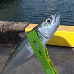 サバ