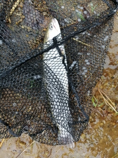 イトウの釣果