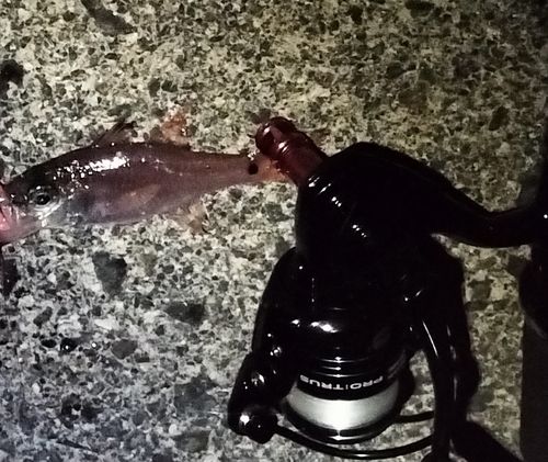 ネンブツダイの釣果