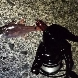ネンブツダイ