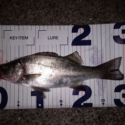 セイゴ（ヒラスズキ）