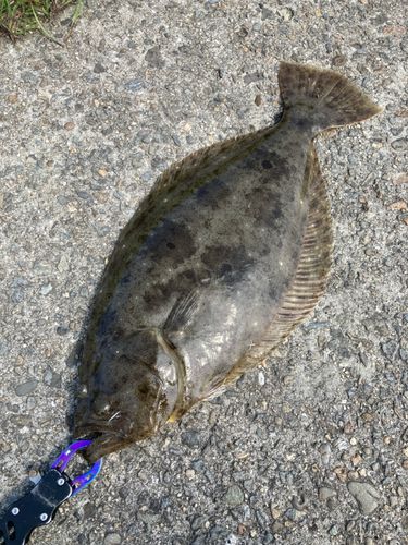 ヒラメの釣果