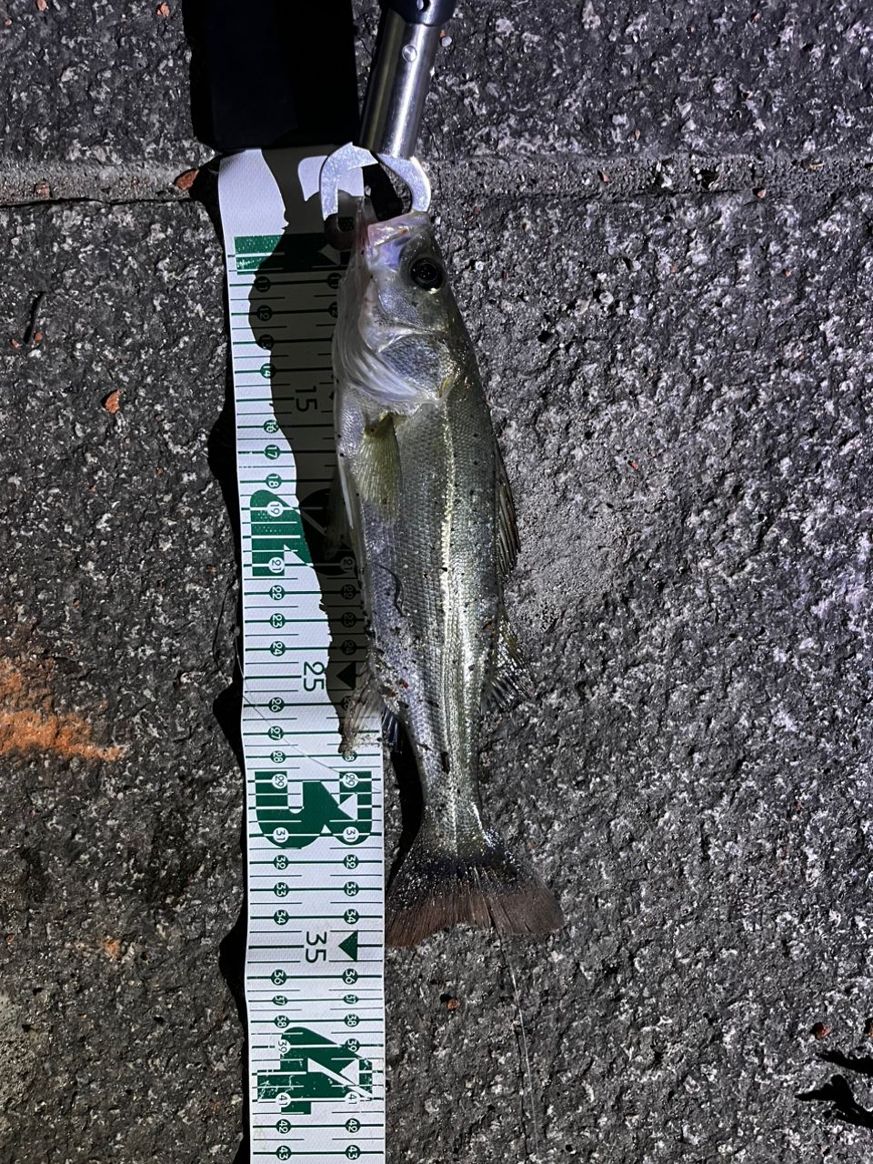 JACKALL BPM 1PC B1-C73XHSBの最安値・インプレ・釣果 | 本音の口コミ