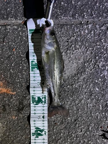 シーバスの釣果