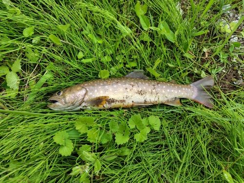 イワナの釣果