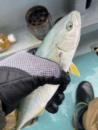 ワカシの釣果
