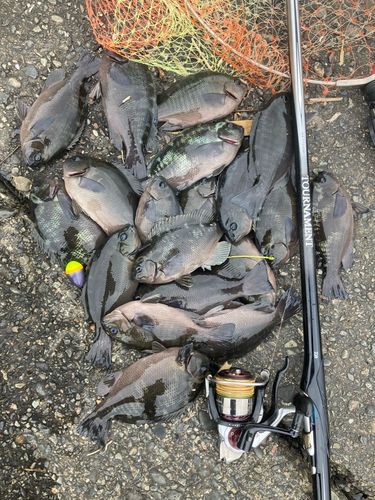 メジナの釣果