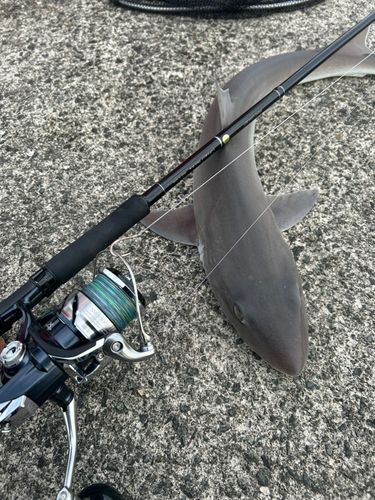 サメの釣果