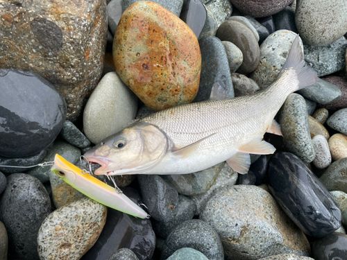 ウグイの釣果