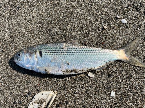 コノシロの釣果