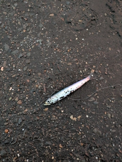 イワシの釣果