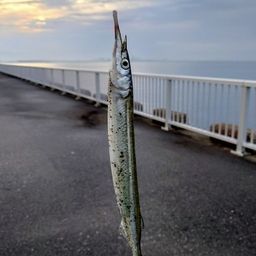 サヨリ