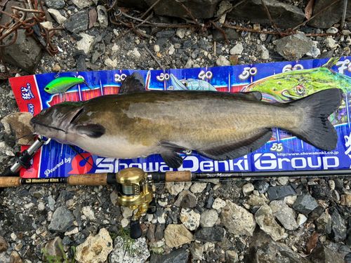 アメリカナマズの釣果
