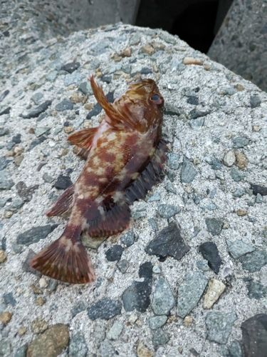 ガシラの釣果