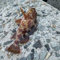 ガシラ