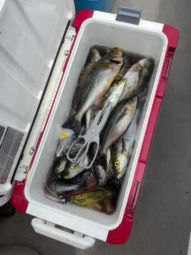 イサキの釣果