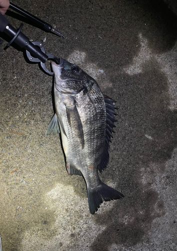 クロダイの釣果