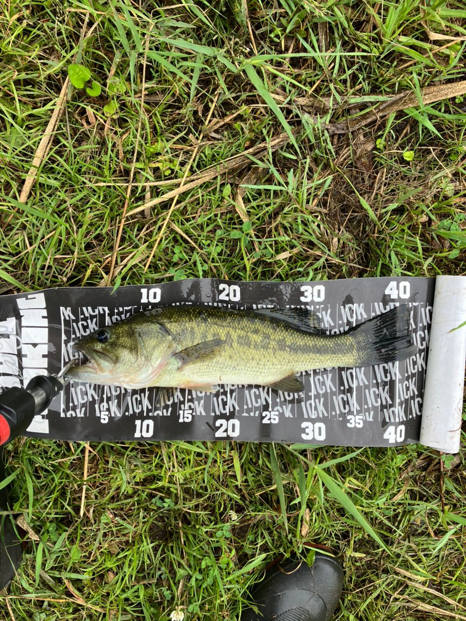 ラージマウスバス