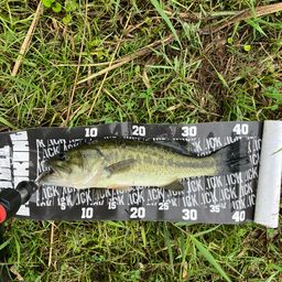 ラージマウスバス