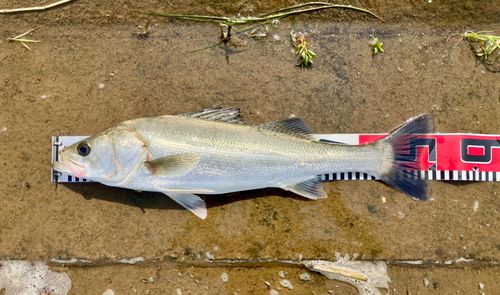 フッコ（タイリクスズキ）の釣果