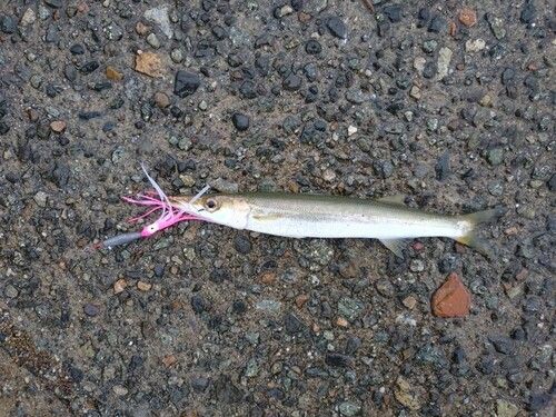 カマスの釣果