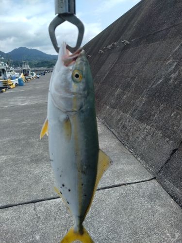 ワカシの釣果