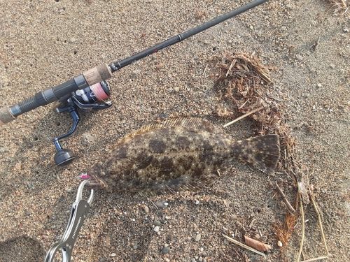 ヒラメの釣果