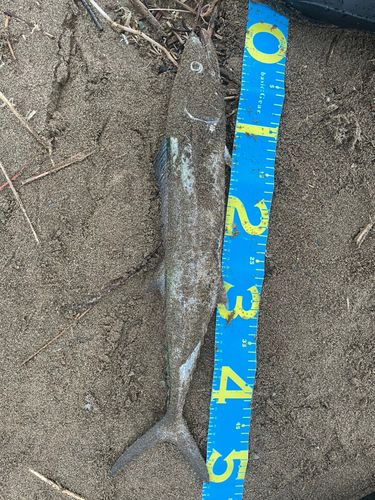 サゴシの釣果
