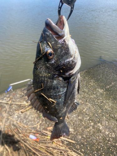 キスの釣果