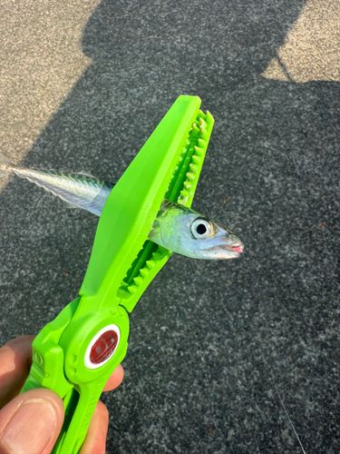 サバの釣果