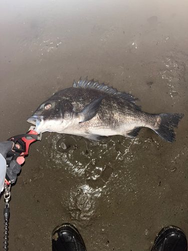 チヌの釣果