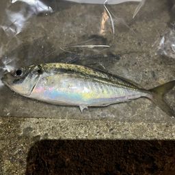 アジ