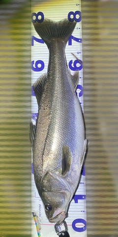スズキの釣果