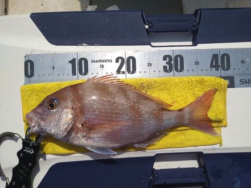 タイの釣果