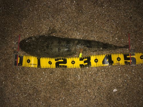 マゴチの釣果