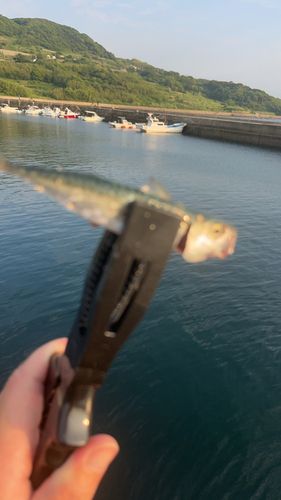 釣果
