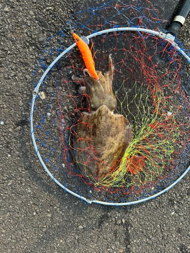 コウイカの釣果