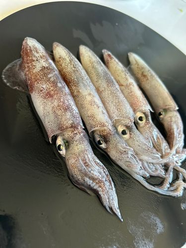 マメイカの釣果