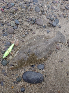 ソゲの釣果