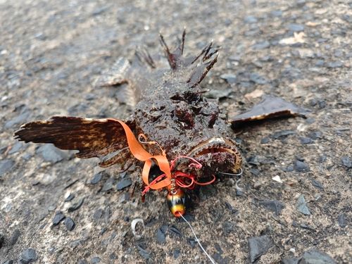 コウイカの釣果