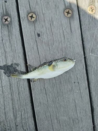 クサフグの釣果