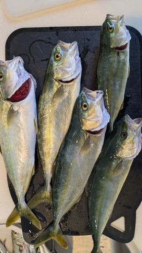ワカシの釣果