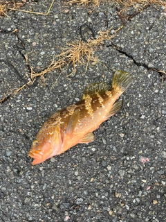キジハタの釣果