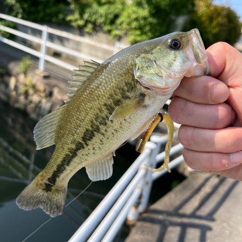 ラージマウスバスの釣果
