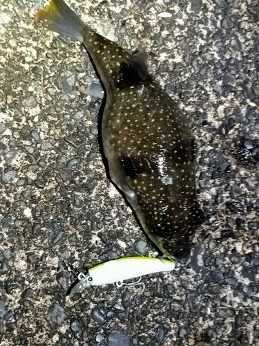 フグの釣果
