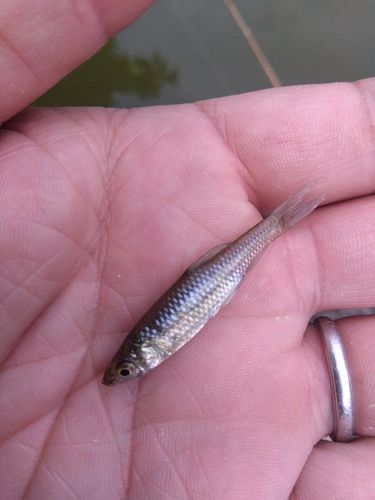 クチボソの釣果