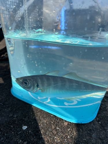 マアジの釣果