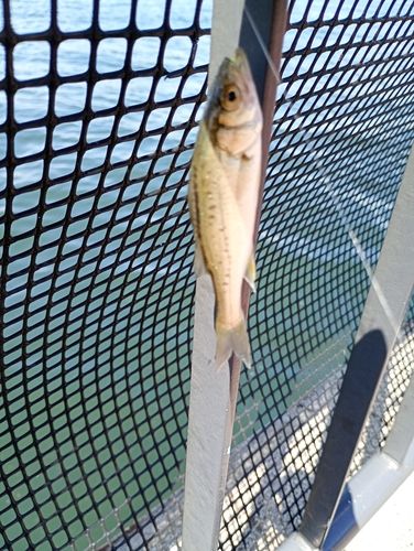 セイゴ（マルスズキ）