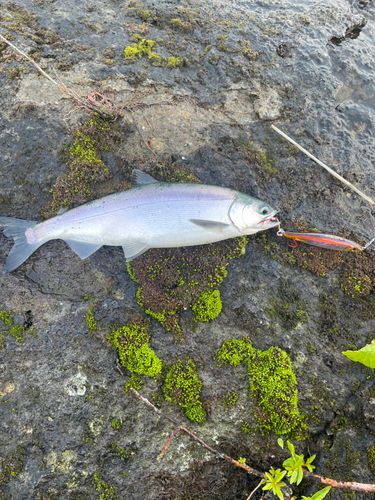 ヒメマスの釣果