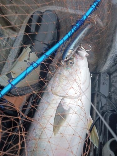 ワラサの釣果